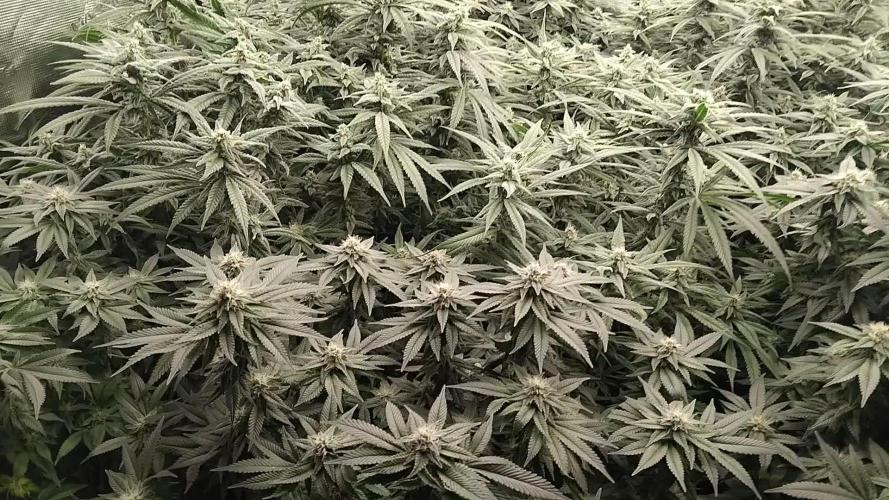 Grow 3  blue gelato & GMP