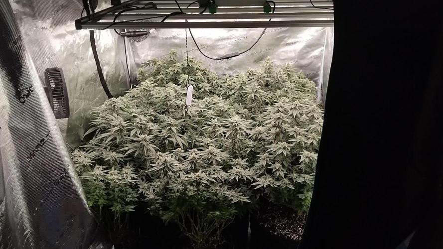 Grow 3  blue gelato & GMP