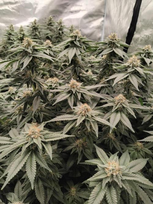 Grow 3  blue gelato & GMP. Week 12