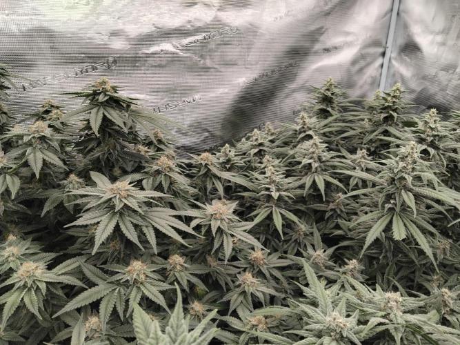 Grow 3  blue gelato & GMP. Week 12