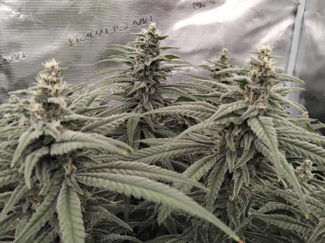 Grow 3  blue gelato & GMP. Week 12