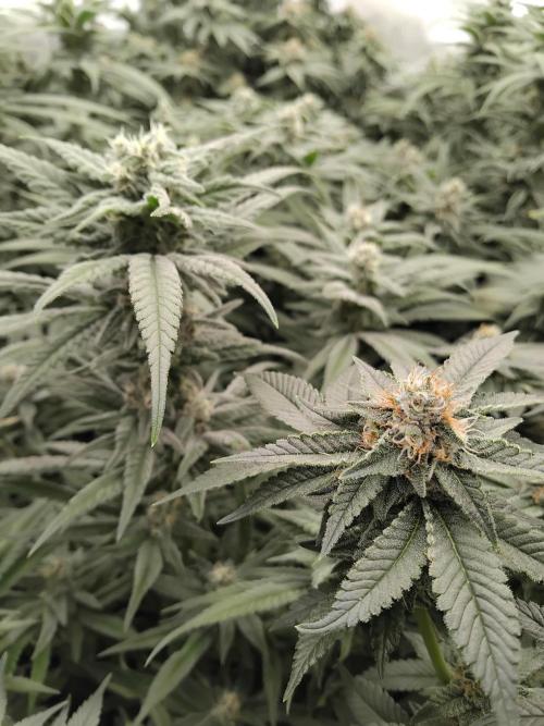 Grow 3  blue gelato & GMP. Week 12