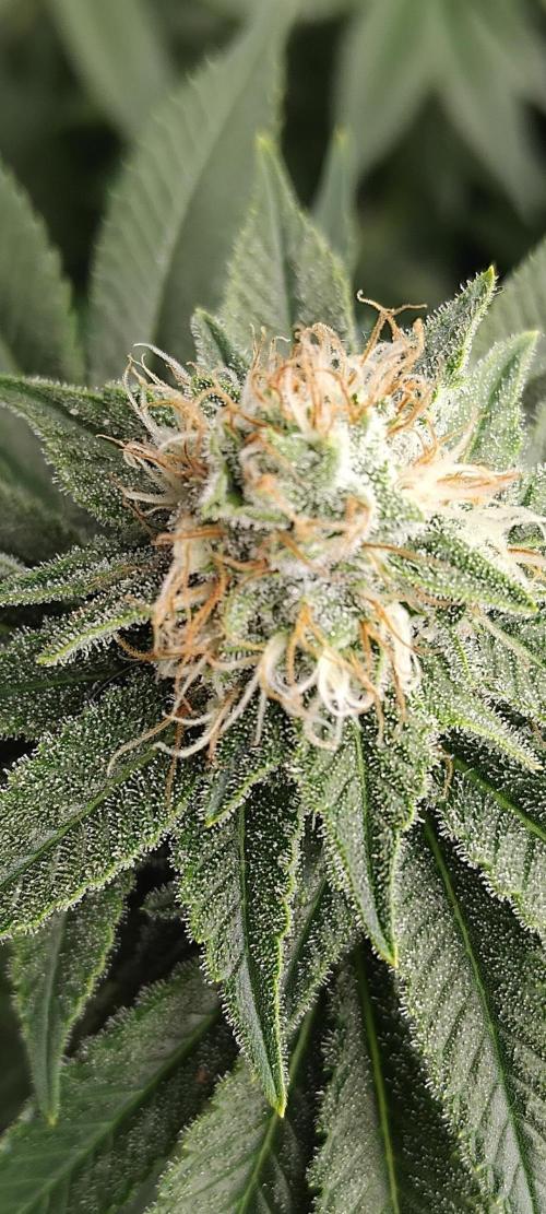 Grow 3  blue gelato & GMP. Week 12