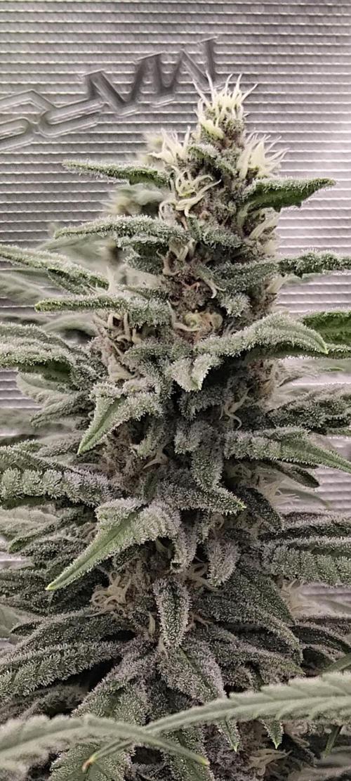 Grow 3  blue gelato & GMP. Week 12