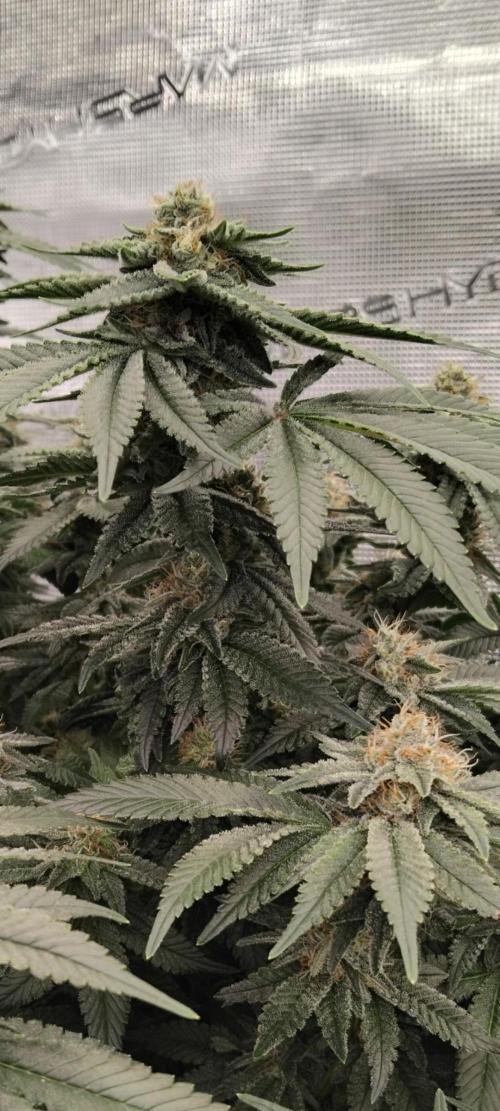 Grow 3  blue gelato & GMP. Week 12