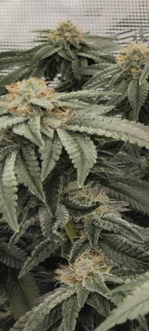 Grow 3  blue gelato & GMP. Week 12