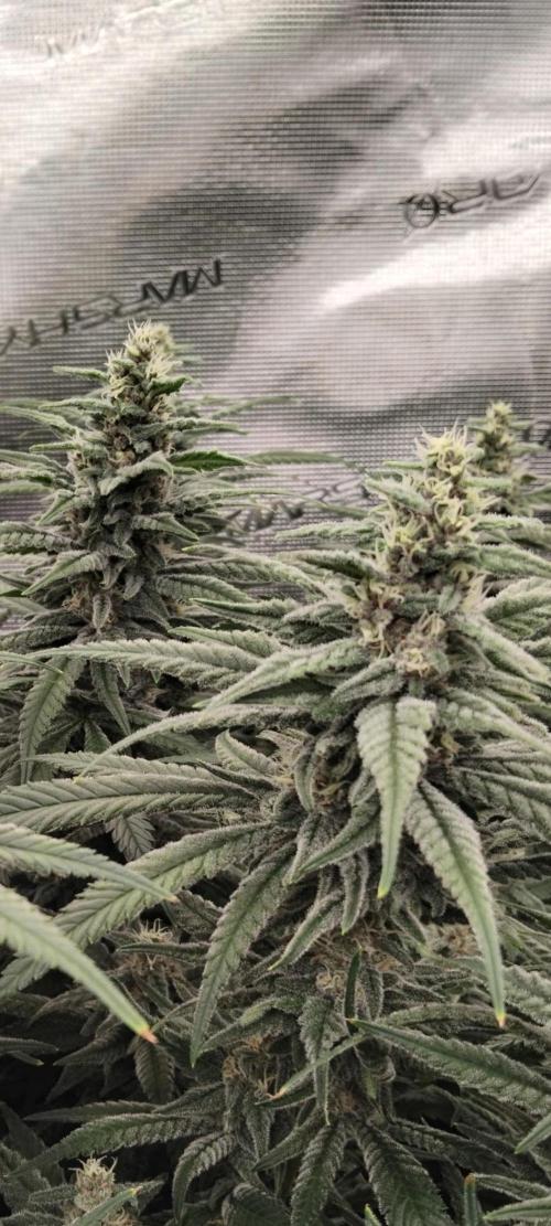 Grow 3  blue gelato & GMP. Week 12