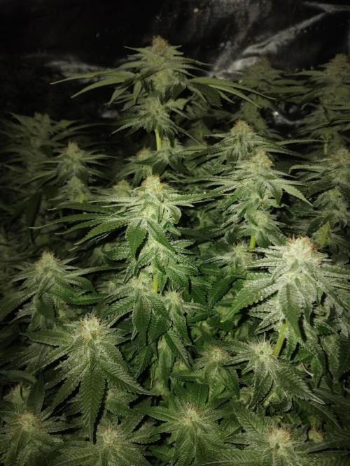 Grow 3  blue gelato & GMP. Week 12