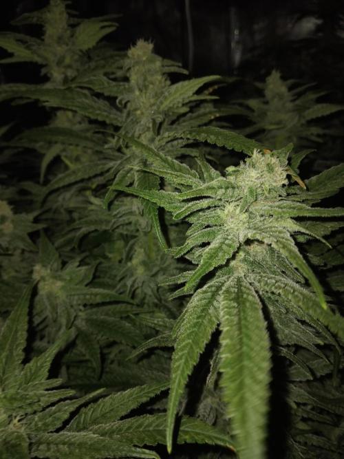 Grow 3  blue gelato & GMP. Week 12