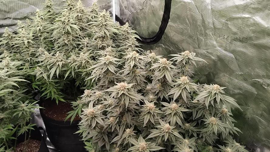 Grow 3 blue gelato & GMP