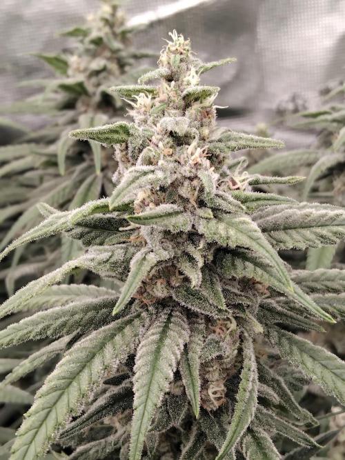 Grow 3  blue gelato & GMP. Week 13