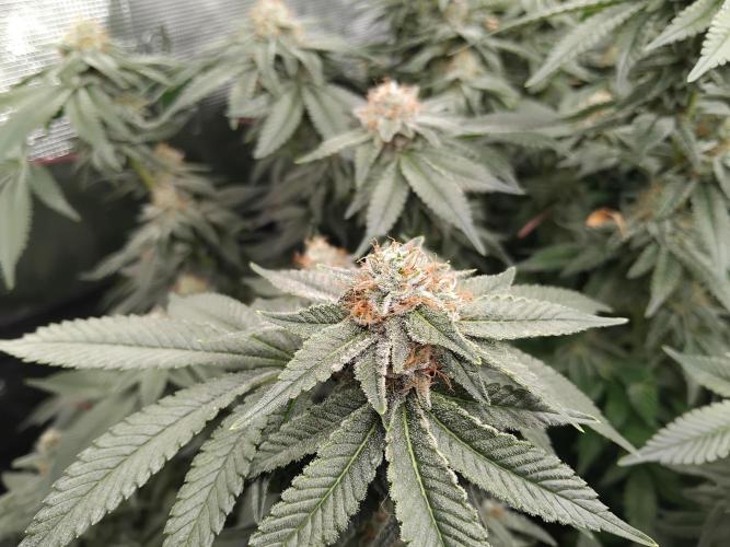 Grow 3  blue gelato & GMP. Week 13