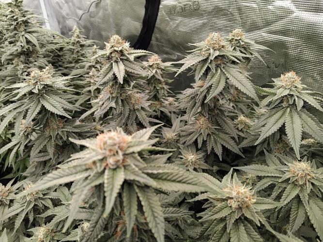 Grow 3  blue gelato & GMP. Week 13