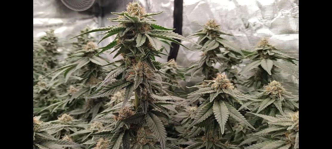 Grow 3  blue gelato & GMP. Week 13