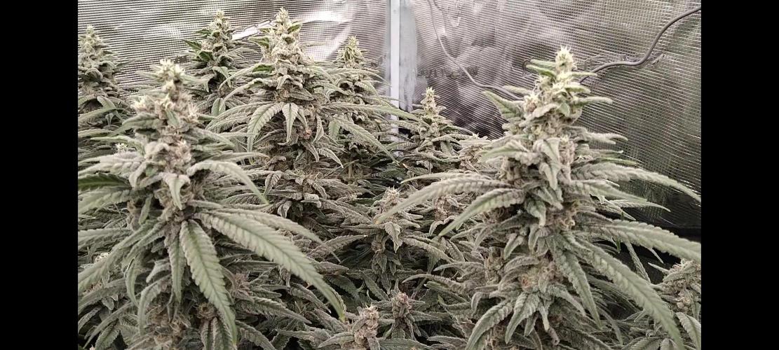 Grow 3  blue gelato & GMP. Week 13