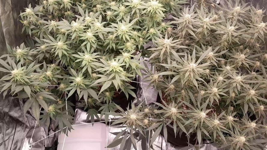 First grow 