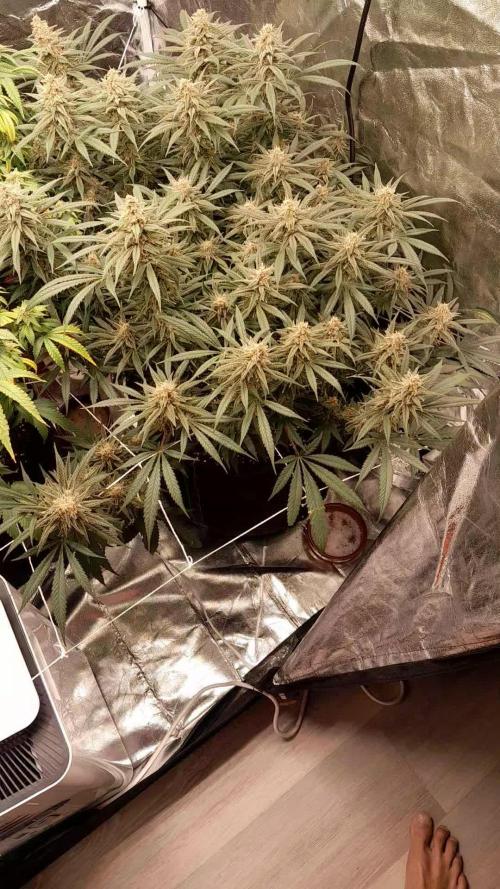 First grow 