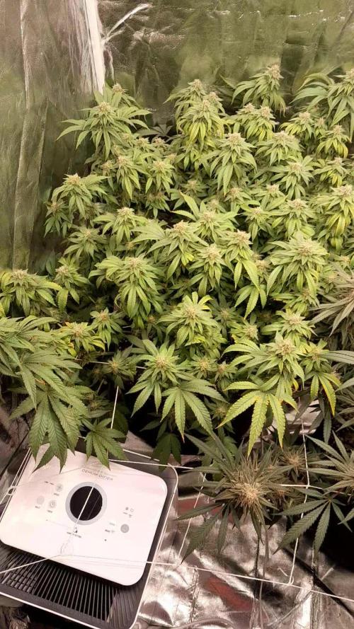 First grow left side