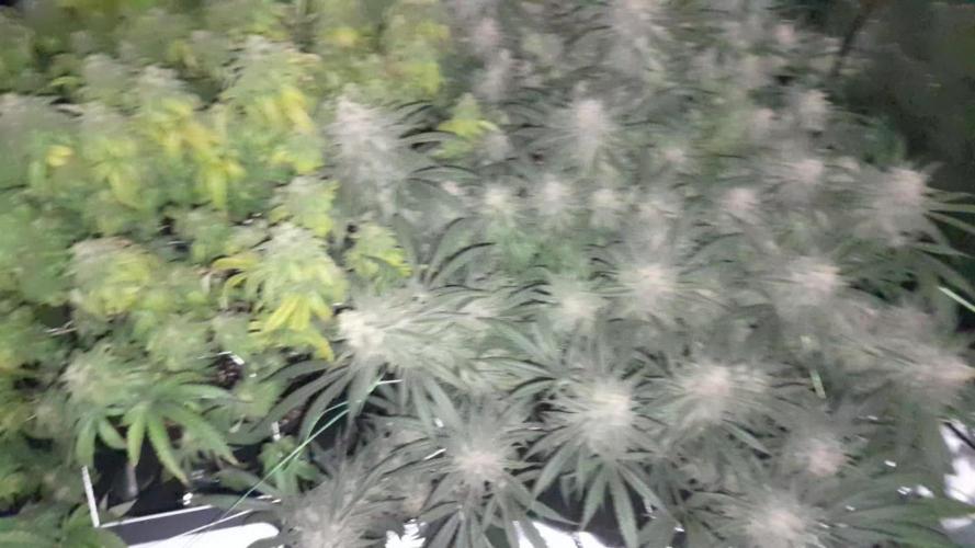 First grow 