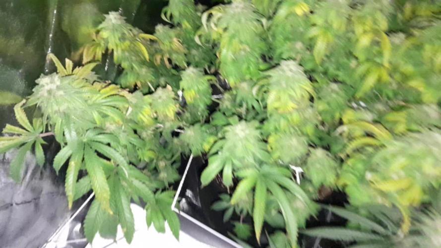 First grow left side