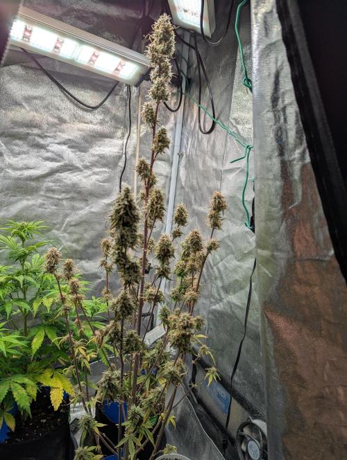 Auto Grow 25 No11 - GOAT'lato Automatic. Week 12 - Day 78