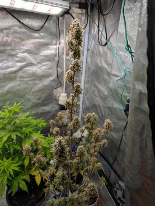 Auto Grow 25 No11 - GOAT'lato Automatic. Week 12 - Day 78