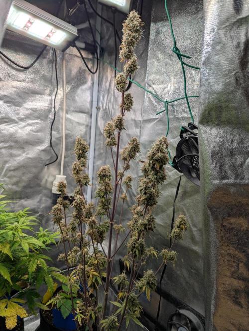 Auto Grow 25 No11 - GOAT'lato Automatic. Week 12 - Day 80