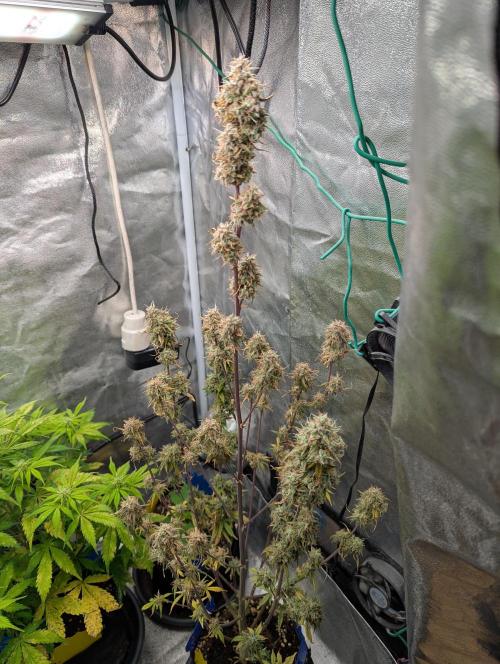 Auto Grow 25 No11 - GOAT'lato Automatic. Week 12 - Day 80