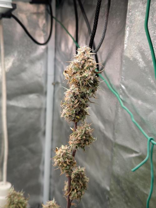 Auto Grow 25 No11 - GOAT'lato Automatic. Week 12 - Day 80