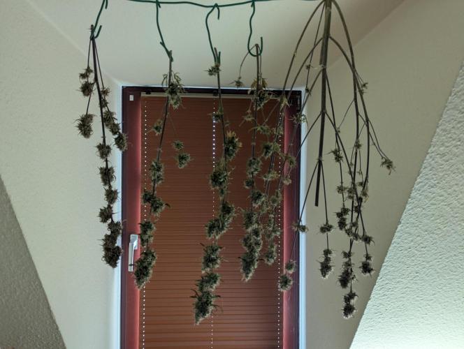 Auto Grow 25 No11 - GOAT'lato Automatic. Week 12 - Drying start