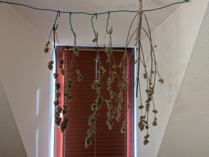 Auto Grow 25 No11 - GOAT'lato Automatic. Week 12 - Drying end