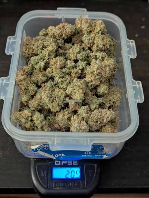 Auto Grow 25 No11 - GOAT'lato Automatic. Week 12 - 21g