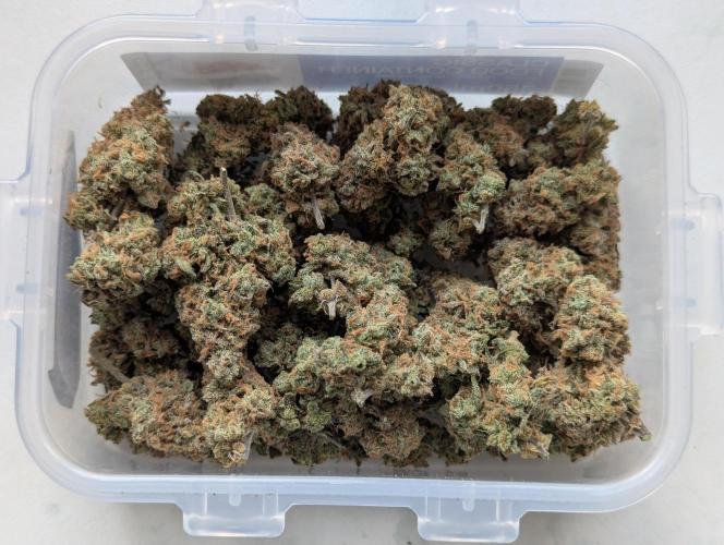 Auto Grow 25 No11 - GOAT'lato Automatic. Week 12 - final result