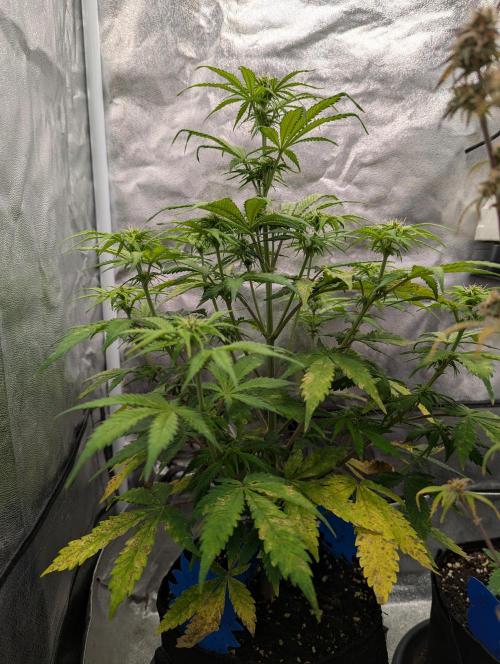 Auto Grow 25 No12 - Do-Si-Dos Auto. Week 7 - Day 43