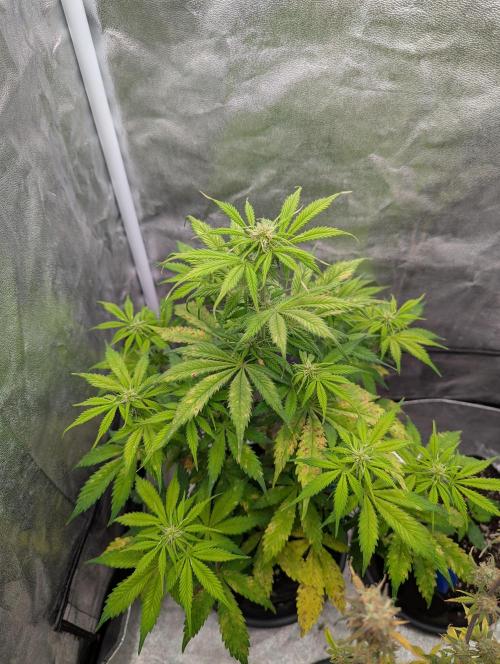 Auto Grow 25 No12 - Do-Si-Dos Auto. Week 7 - Day 43