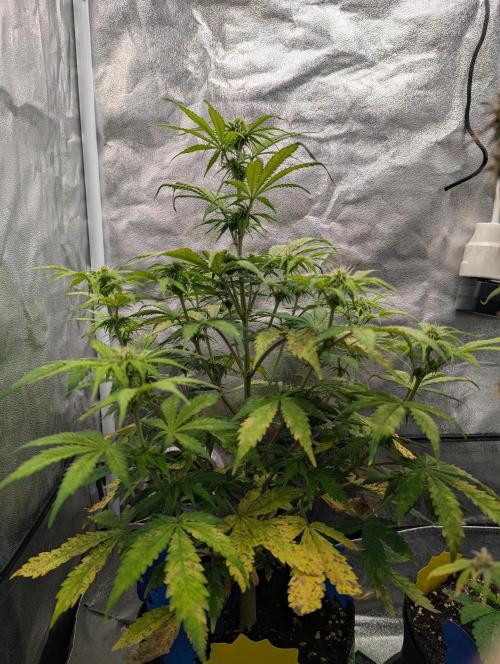 Auto Grow 25 No12 - Do-Si-Dos Auto. Week 7 - Day 45