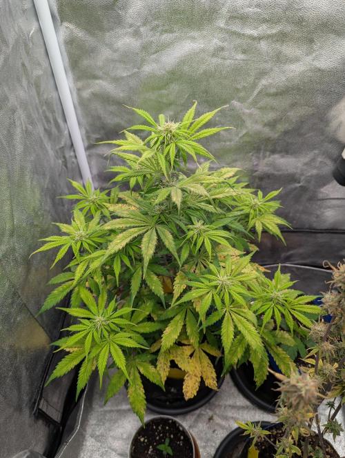 Auto Grow 25 No12 - Do-Si-Dos Auto. Week 7 - Day 45