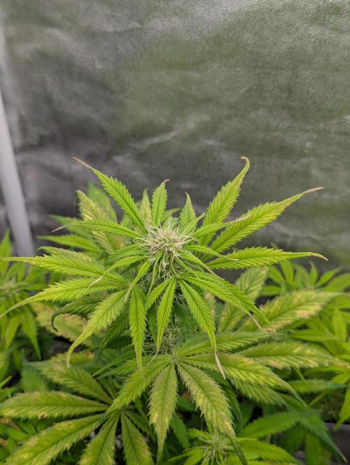 Auto Grow 25 No12 - Do-Si-Dos Auto. Week 7 - Day 45