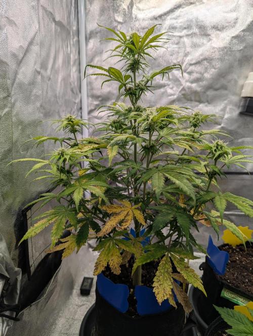 Auto Grow 25 No12 - Do-Si-Dos Auto. Week 7 - Day 48
