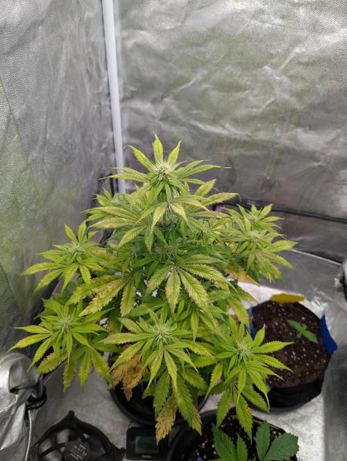 Auto Grow 25 No12 - Do-Si-Dos Auto. Week 7 - Day 48