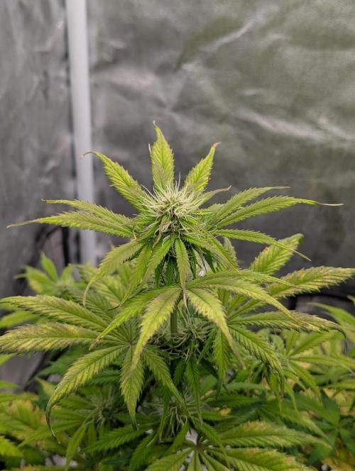 Auto Grow 25 No12 - Do-Si-Dos Auto. Week 7 - Day 48