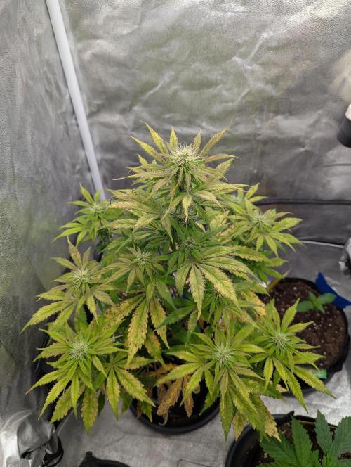 Auto Grow 25 No12 - Do-Si-Dos Auto. Week 8 - Day 50