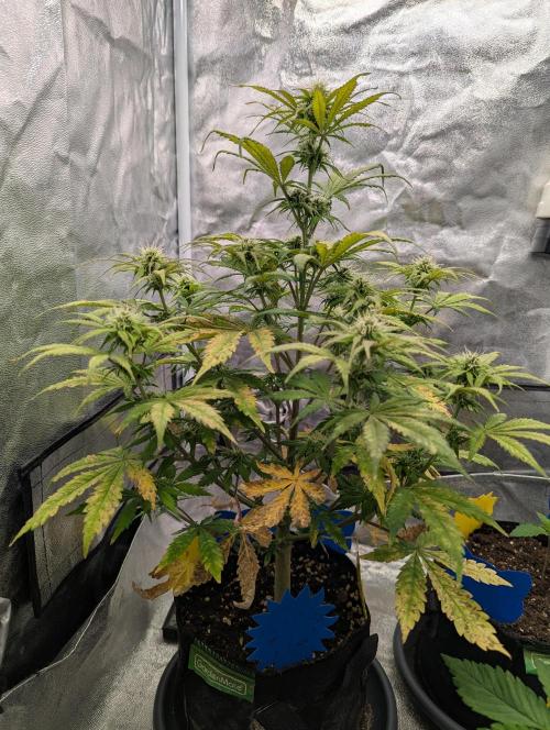Auto Grow 25 No12 - Do-Si-Dos Auto. Week 8 - Day 50