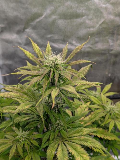 Auto Grow 25 No12 - Do-Si-Dos Auto. Week 8 - Day 50