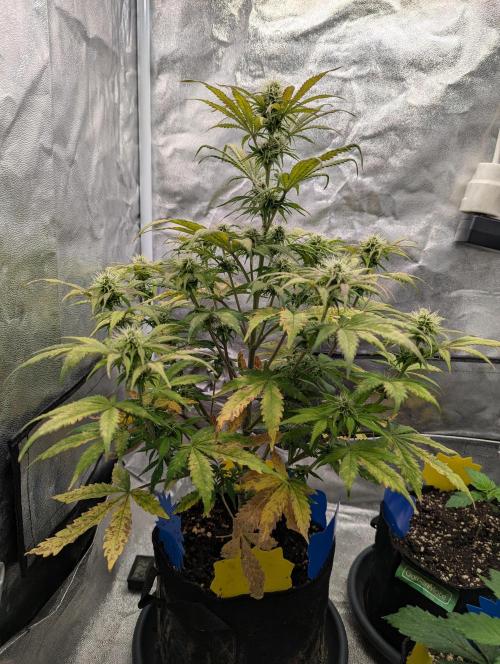 Auto Grow 25 No12 - Do-Si-Dos Auto. Week 8 - Day 52