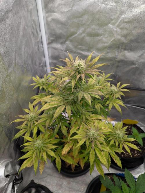 Auto Grow 25 No12 - Do-Si-Dos Auto. Week 8 - Day 52