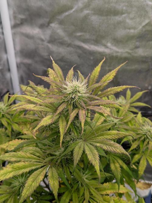 Auto Grow 25 No12 - Do-Si-Dos Auto. Week 8 - Day 52