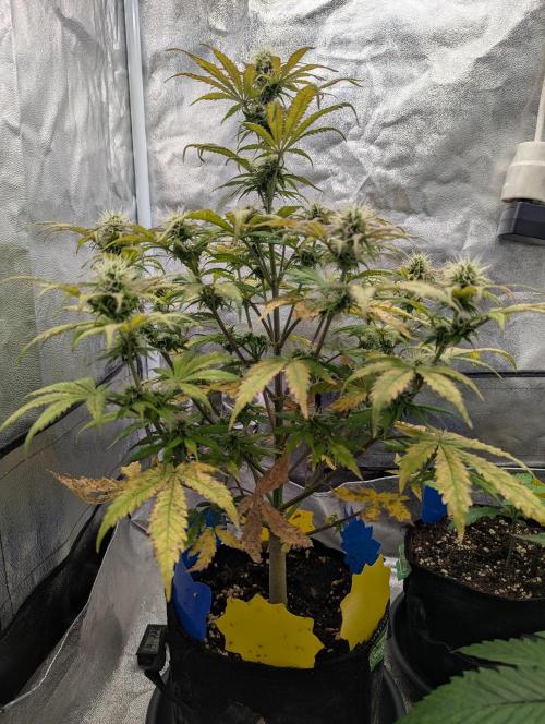 Auto Grow 25 No12 - Do-Si-Dos Auto. Week 8 - Day 55