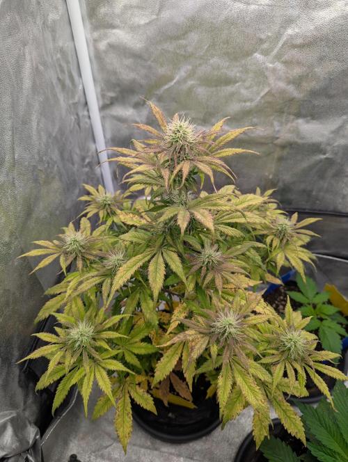 Auto Grow 25 No12 - Do-Si-Dos Auto. Week 8 - Day 55