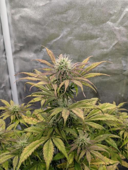 Auto Grow 25 No12 - Do-Si-Dos Auto. Week 8 - Day 55